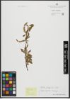 Foto von Salix alba L.
